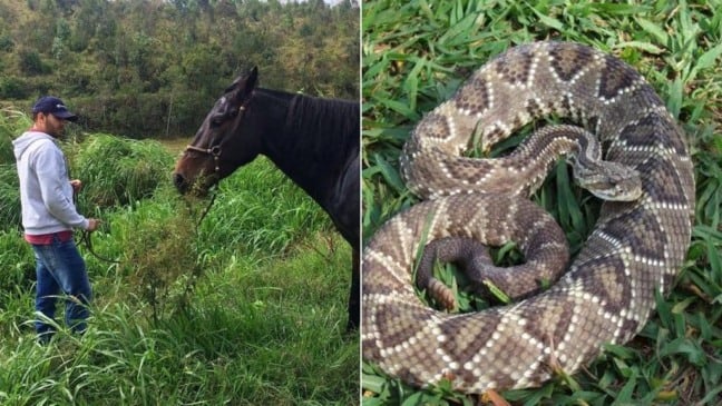Homem com cavalo e foto ilustrativa de cobra ao lado