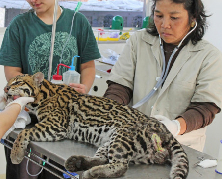 Cristina Harumi. (Foto: Divulgação)
