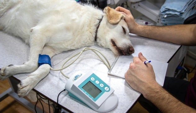 Cachorro em maca hospitalar