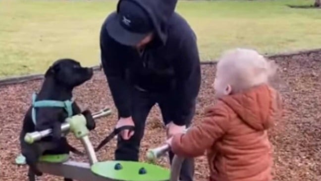 Menino e cachorro brincando em gangorra