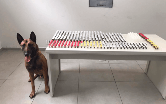 Cão Gold participou da ocorrência. O animal encontrou drogas que estavam escondidas na residência. (Foto: GMJ)
