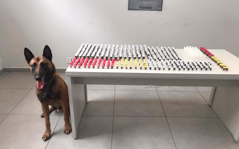 Cão Gold participou da ocorrência. O animal encontrou drogas que estavam escondidas na residência. (Foto: GMJ)