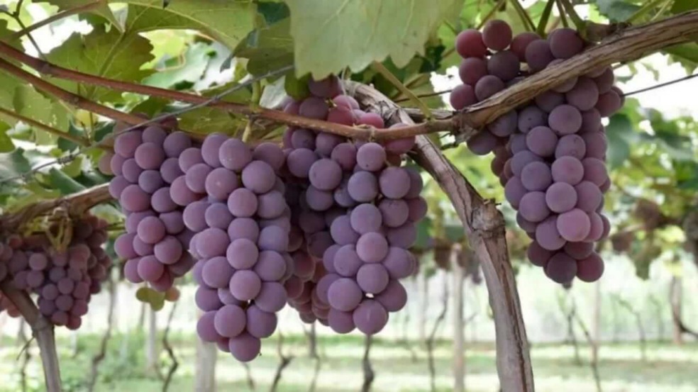 Uvas vinícola Jundiaí