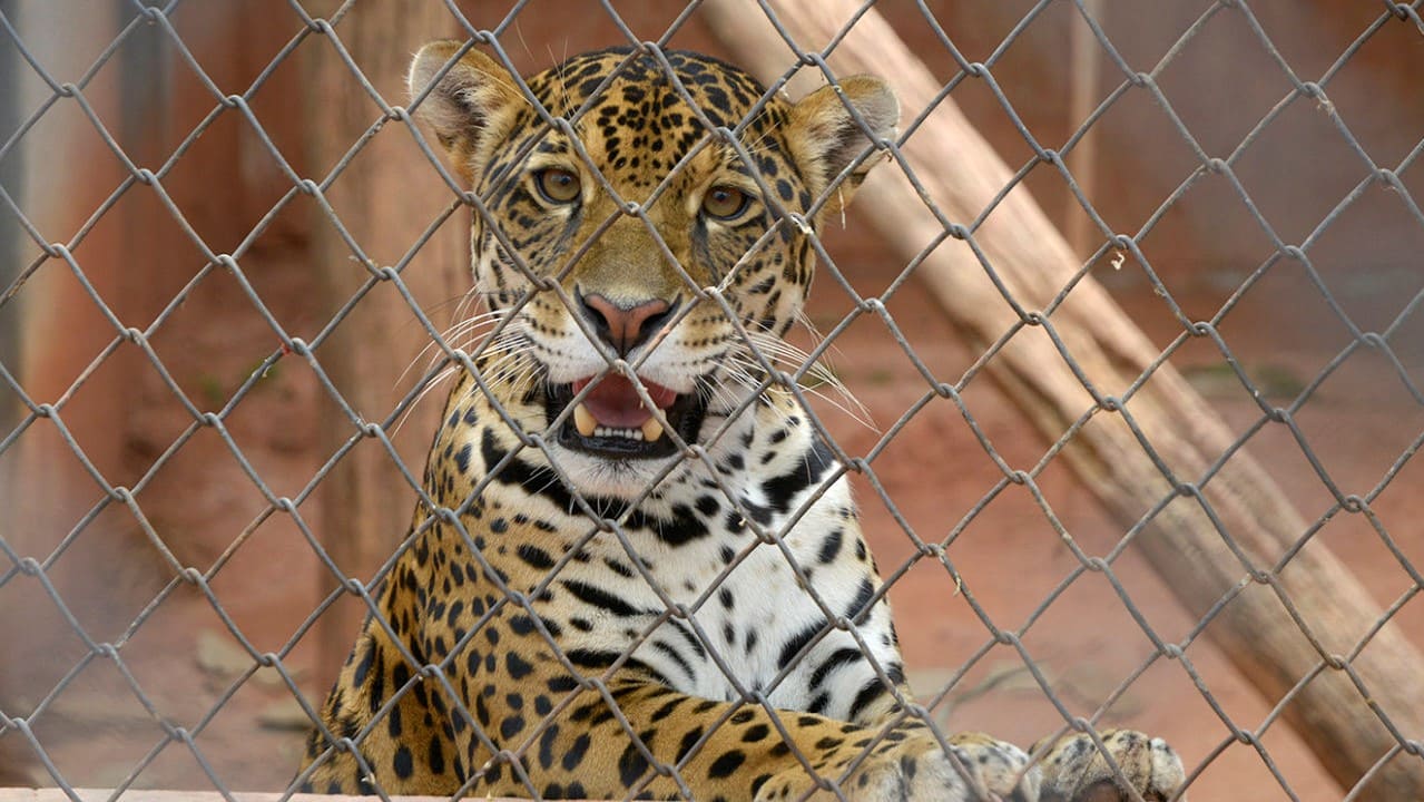 Foto: Prefeitura de Jundiaí