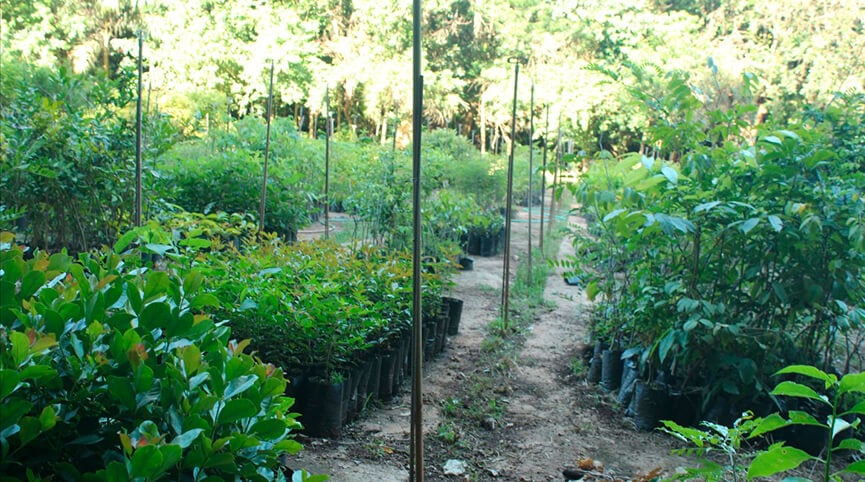 Viveiro da Associação Mata Ciliar. (Foto: Divulgação)