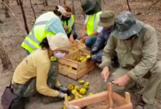 Associação Mata Ciliar no Pantanal. (Foto: Reprodução)