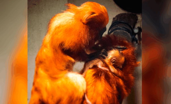 Filhote de mico-leão-dourado com mãe