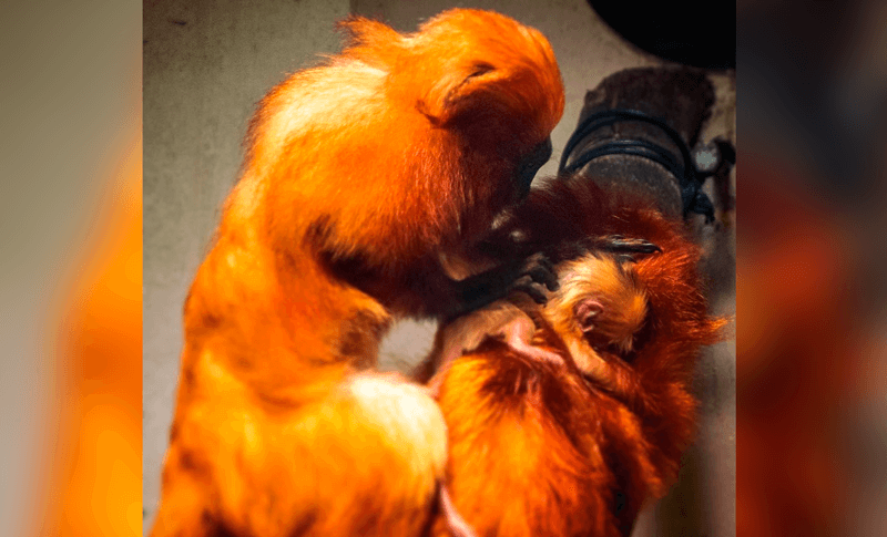 Filhote de mico-leão-dourado com mãe