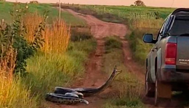Cobra tenta dar bote em motorista de caminhonete