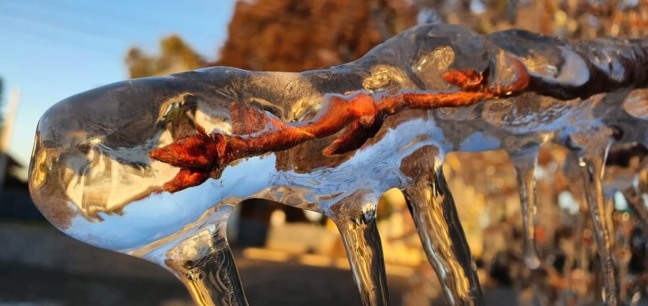 Galho de árvore amanheceu coberto pelo gelo em São Joaquim. (Foto: Mycchel Legnaghi)