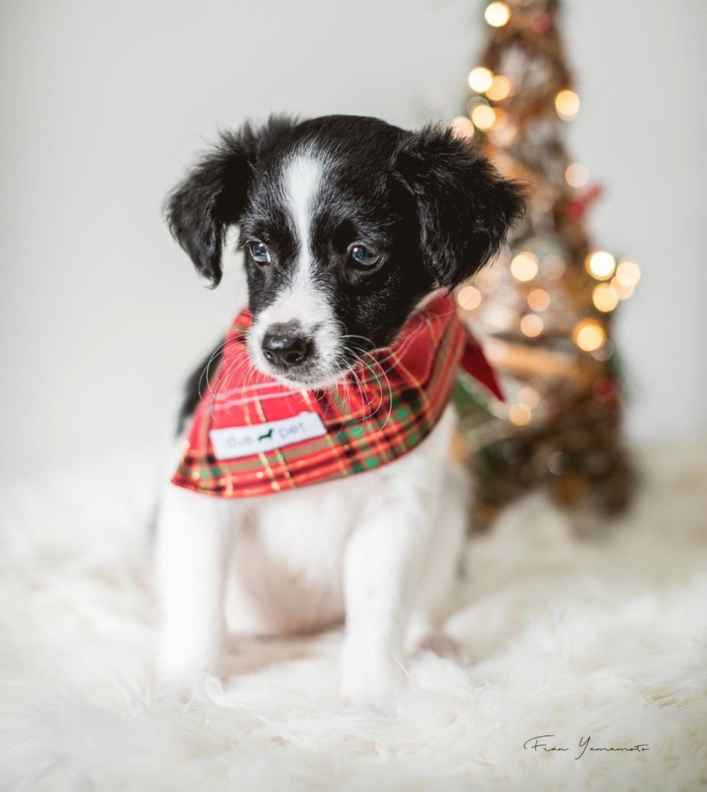 Filhote em ensaio natalino de ONG