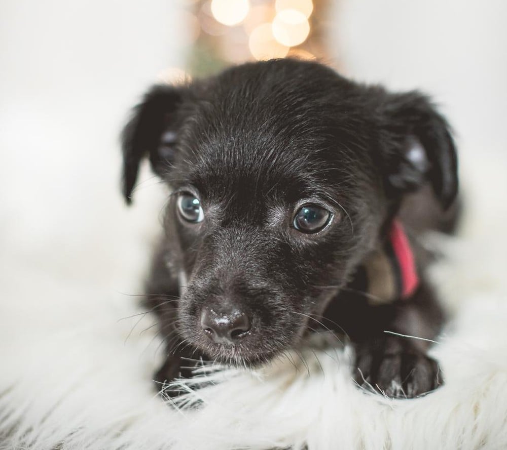 Filhote em ensaio natalino de ONG