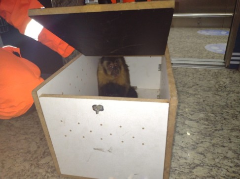 Macaco-prego é flagrado andando em supermercado