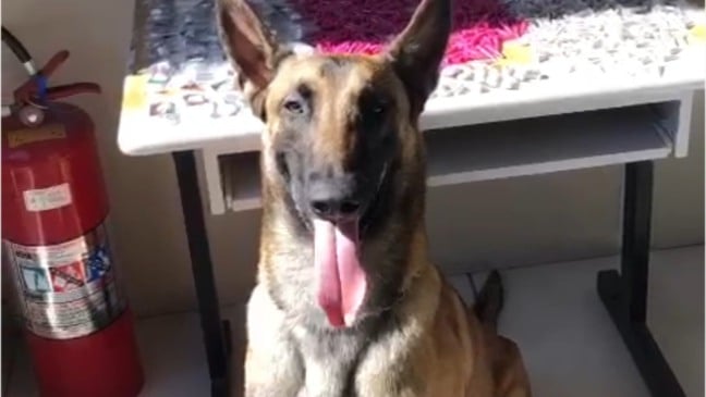 Em primeira operação, cão da GMJ localiza 800 gramas de drogas