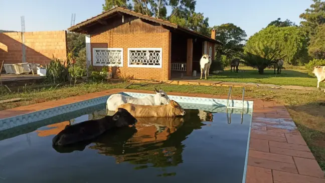 Animais caem na piscina e Louveira