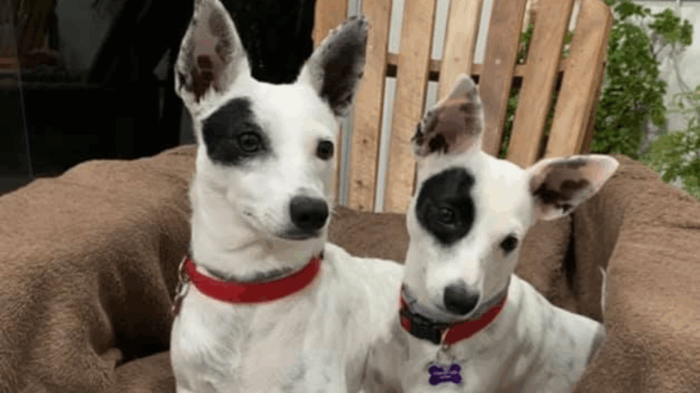 Foto: Divulgação/ catioro reflexivo