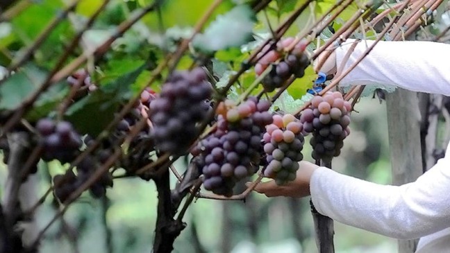 (Foto: Prefeitura de Jundiaí)