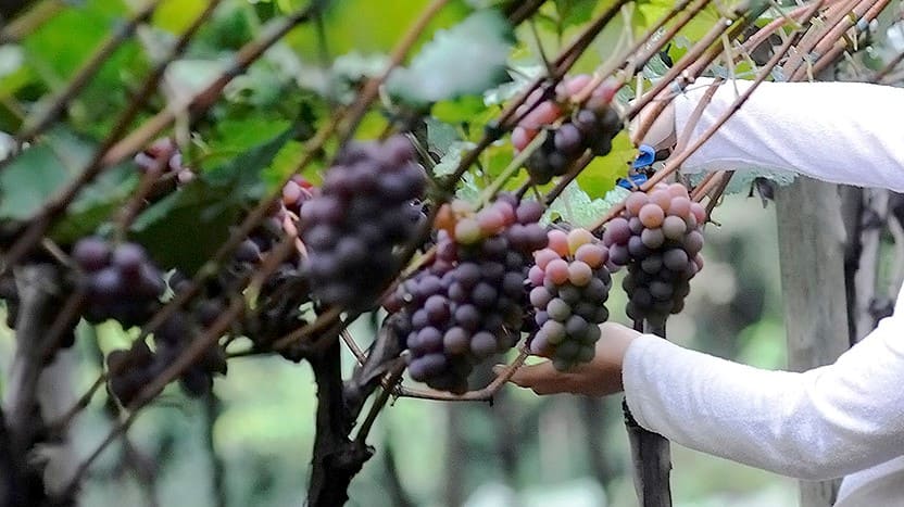 (Foto: Prefeitura de Jundiaí) (Foto: Prefeitura de Jundiaí)