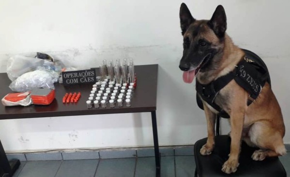 Canil da Guarda Municipal de Jundiaí encontra quase 2 kg de maconha no Jardim Shangai