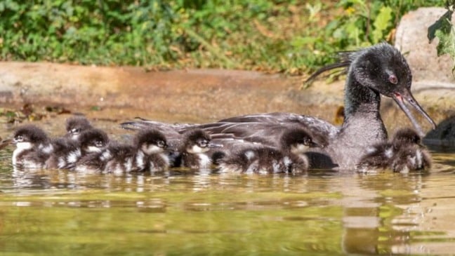 Pato-mergulhão e seus filhotes no lago