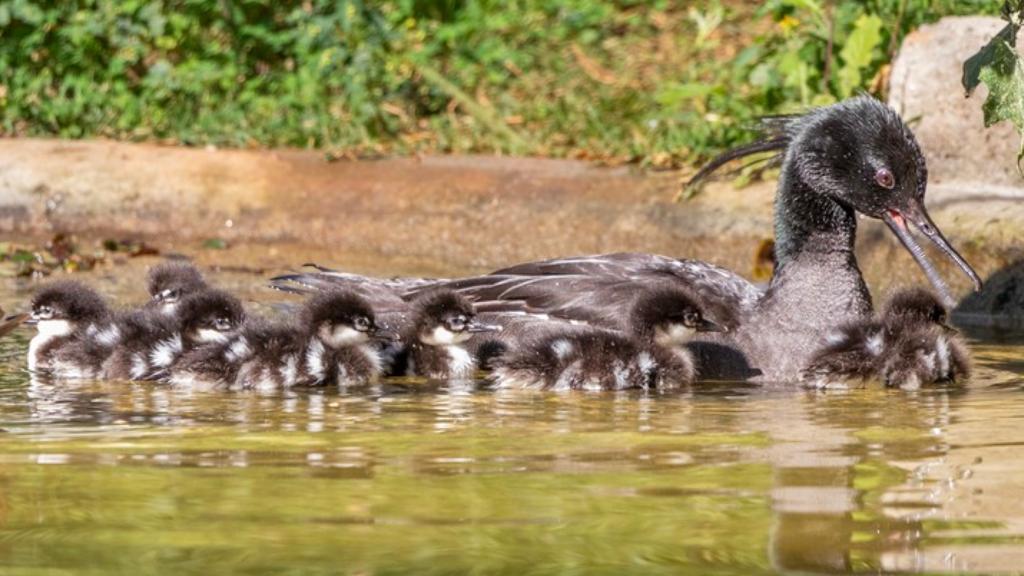 Pato-mergulhão e seus filhotes no lago