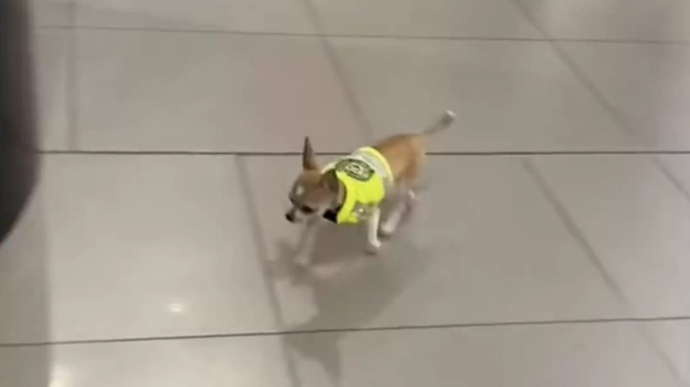 Cachorro chihuahua de uniforme de aeroporto Cachorro chihuahua de uniforme de aeroporto