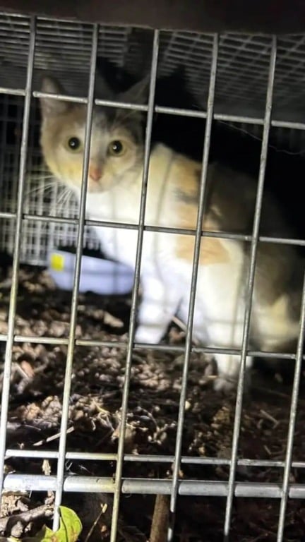 Gato fica 40 dias perdido