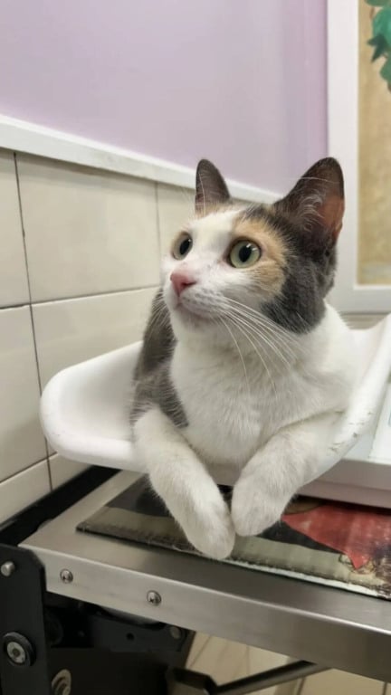 Gato fica 40 dias perdido