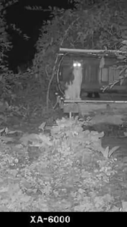 Gato fica 40 dias perdido