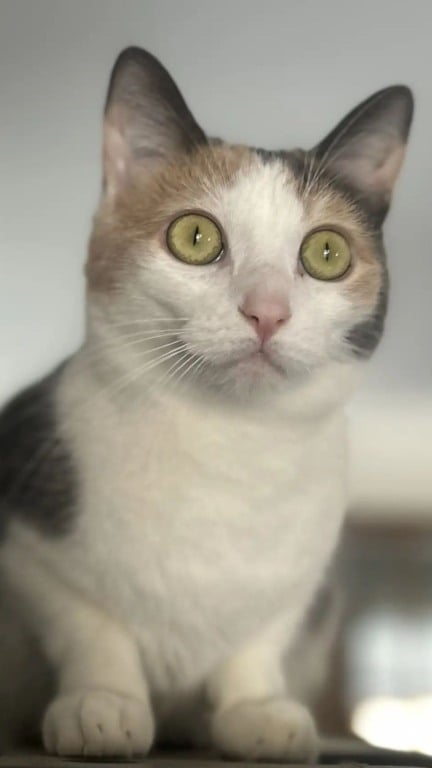 Gato fica 40 dias perdido