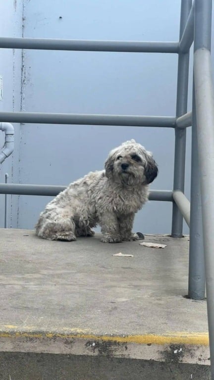 Abandonado e amarrado debaixo do sol, cachorro é resgatado bem a tempo