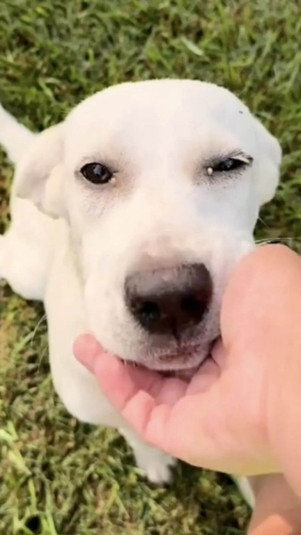 Cachorro encontra o amor em um novo lar