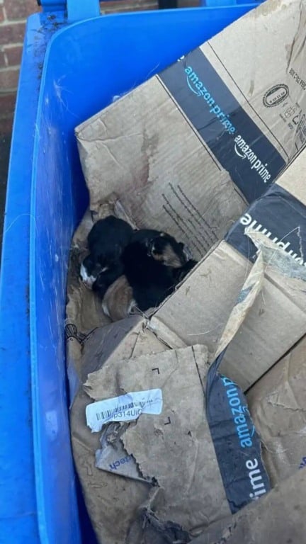 Coletores encontram pilha de filhotes de gato na lixeira