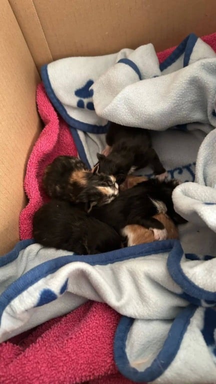 Coletores encontram pilha de filhotes de gato na lixeira