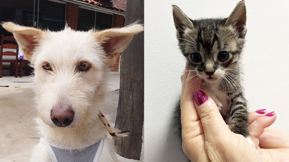 Dois dos animais disponíveis na Feirinha de Adoção do Maxi Dois dos animais disponíveis na Feirinha de Adoção do Maxi