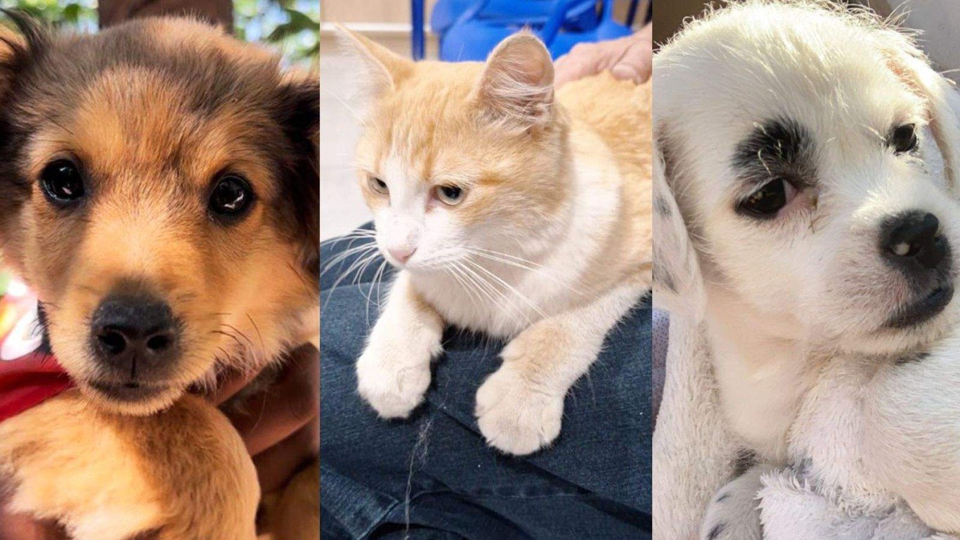 Animais disponíveis na Feirinha de Adoção do Maxi