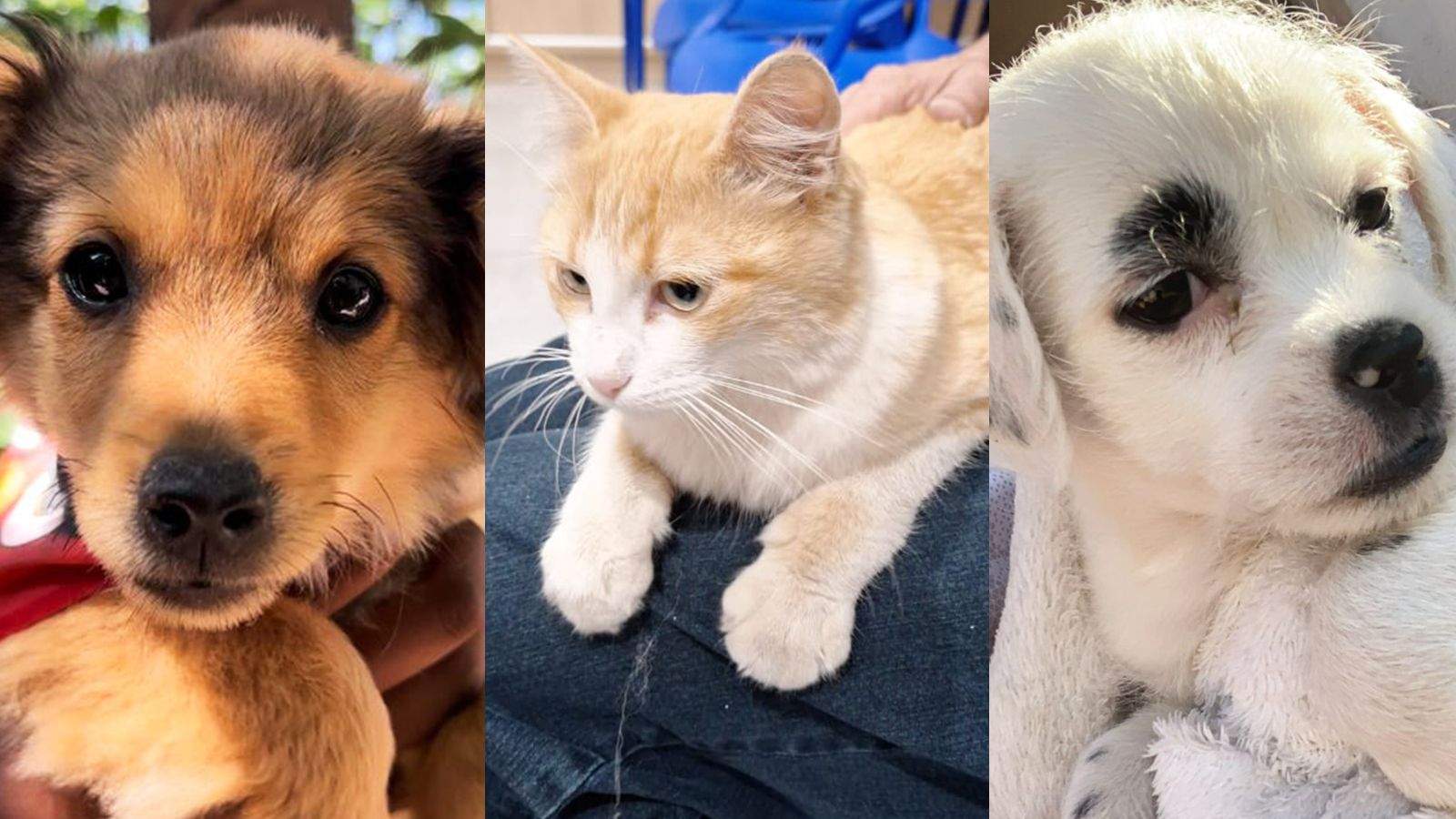 Animais disponíveis na Feirinha de Adoção do Maxi