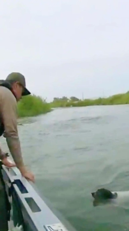 Cachorro é resgatado de rio