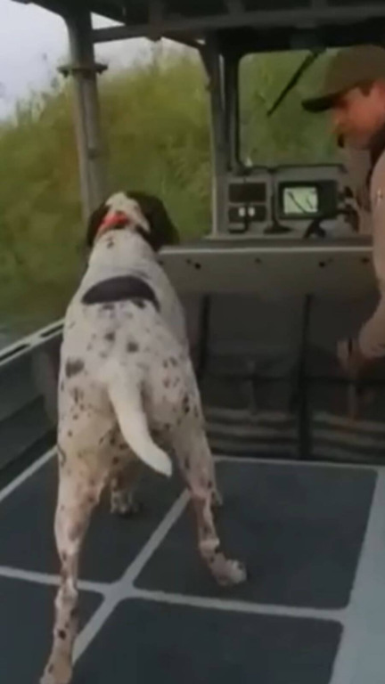 Cachorro é resgatado de rio