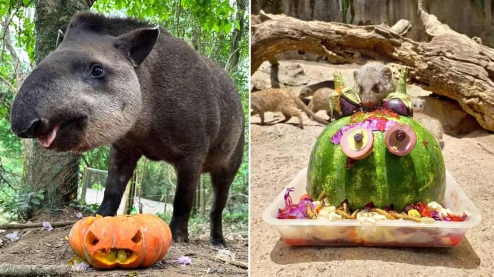 Animais do Zooparque