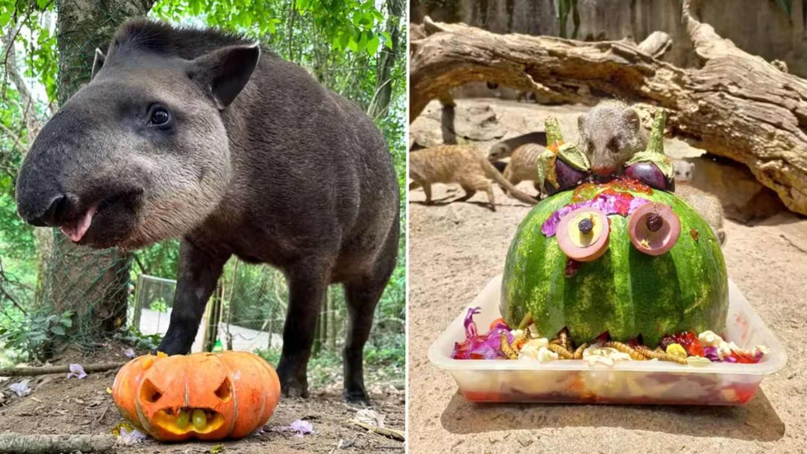 Animais do Zooparque