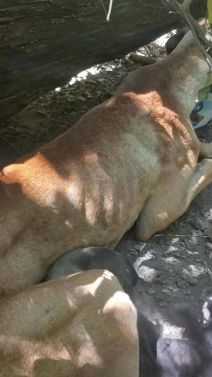 Mamãe e filhotes abandonados na floresta