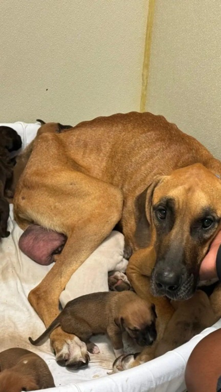 Mamãe e filhotes abandonados na floresta