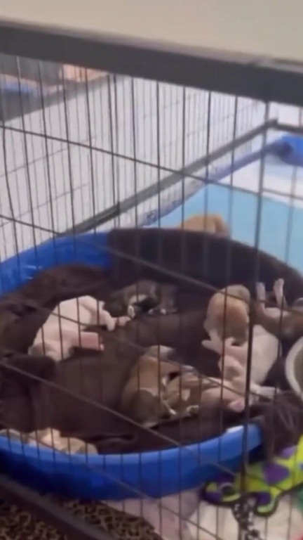 Mamãe e filhotes abandonados na floresta