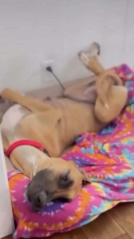 Mamãe e filhotes abandonados na floresta