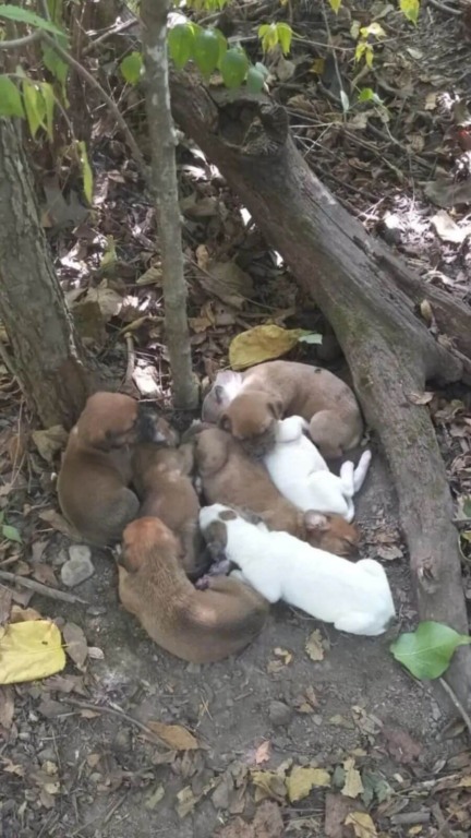Mamãe e filhotes abandonados na floresta