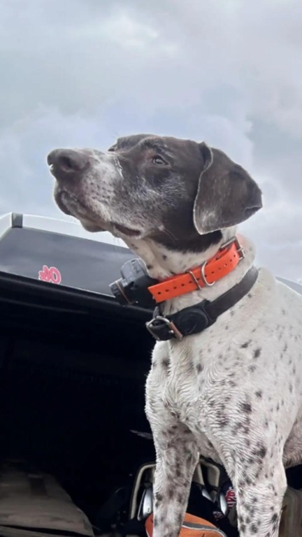 Cachorro é resgatado de rio