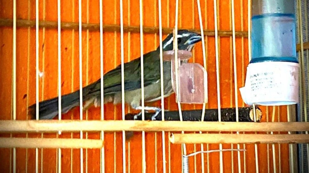 Ave em cativeiro em Campo Limpo Paulista Ave em cativeiro em Campo Limpo Paulista