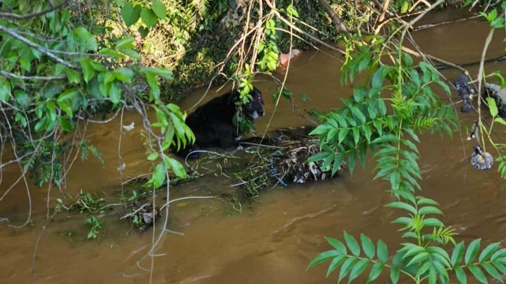 Bombeiros resgatam cachorro de dentro do Rio Jundiaí em Campo Limpo Paulista