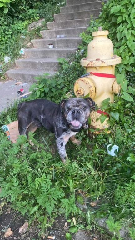 Bulldog amarrado a hidrante